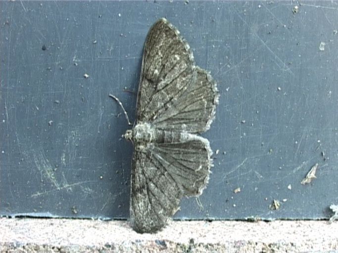 Dreipunkt-Blütenspanner ( Eupithecia tripunctaria ) : Moers, in unserem Garten, 25.06.2009